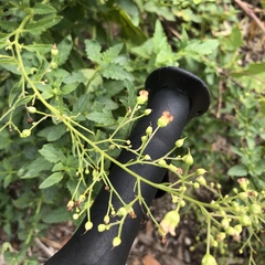 Scrophularia parviflora