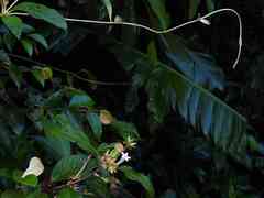 Sabicea cinerea