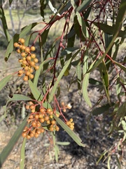 Eucalyptus gracilis