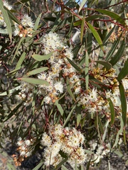 Eucalyptus gracilis