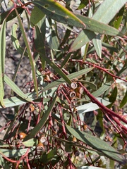 Eucalyptus gracilis
