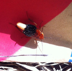 Parcoblatta fulvescens