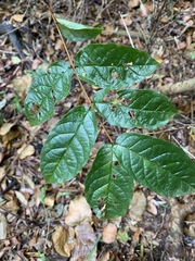 Combretum sylvicola