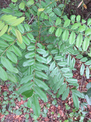 Simarouba