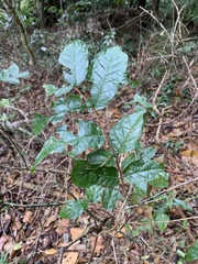 Combretum sylvicola