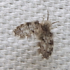 Paramormia corniculata