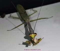 Stagmatoptera supplicaria