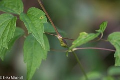 Neolasioptera clematidis