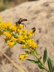 Cylindromyia intermedia
