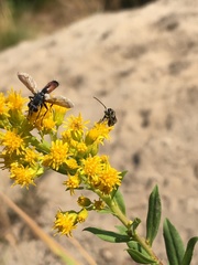 Cylindromyia intermedia