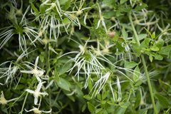 Clematis decipiens