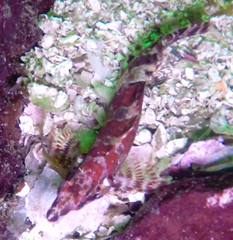 Oxylebius pictus