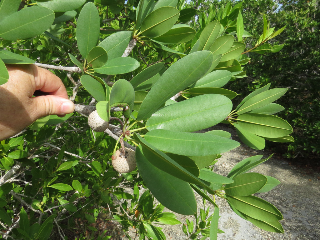 Manilkara jaimiqui