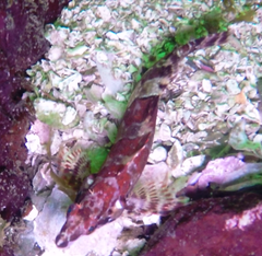 Oxylebius pictus