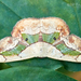 Semaeopus nisa - Photo (c) Eduardo Axel Recillas Bautista, algunos derechos reservados (CC BY-NC)
