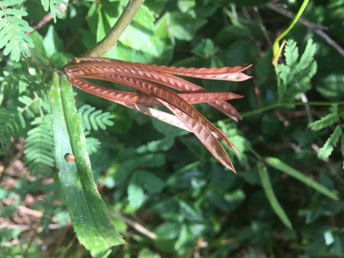 Desmanthus virgatus