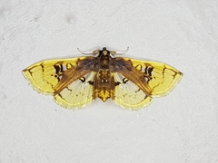 Compacta hirtalis