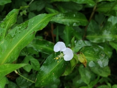 Commelina erecta