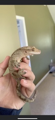 Correlophus ciliatus