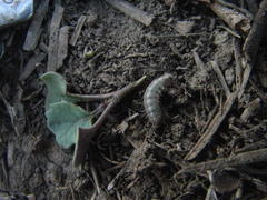 Euxoa ochrogaster