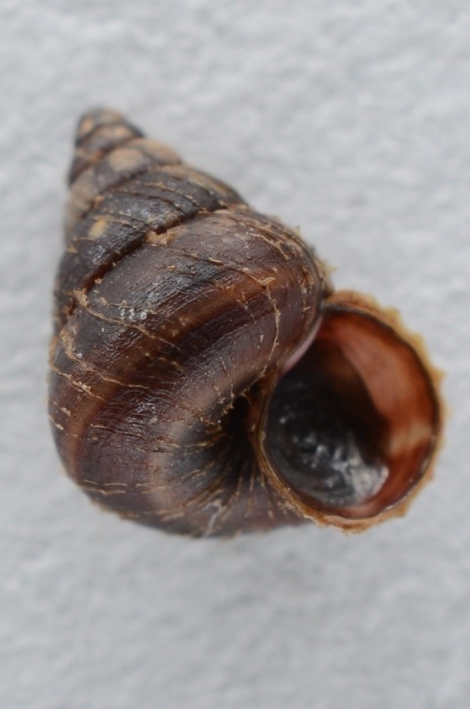 Cytora pallida