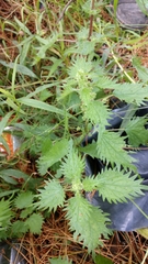 Urtica chamaedryoides