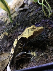 Correlophus ciliatus