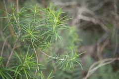 Cassinia aculeata aculeata