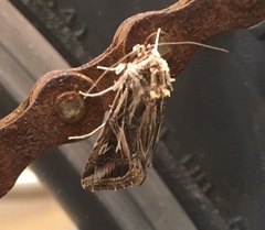 Spodoptera pulchella