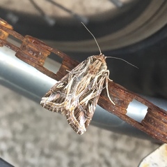 Spodoptera pulchella