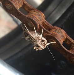 Spodoptera pulchella