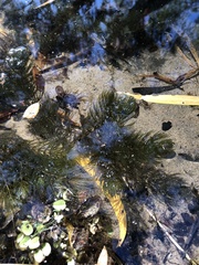 Ceratophyllum