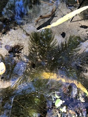 Ceratophyllum