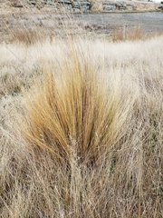Festuca novae-zelandiae