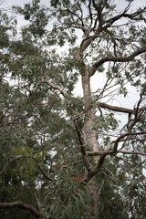 Eucalyptus radiata radiata