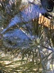Ceratophyllum