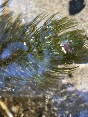 Ceratophyllum