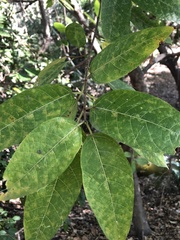Ficus opposita