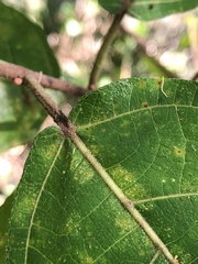 Ficus opposita