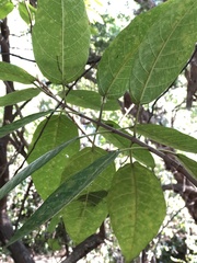 Ficus opposita