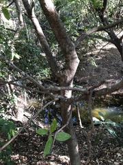 Ficus opposita