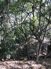 Ficus opposita