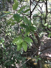 Ficus opposita