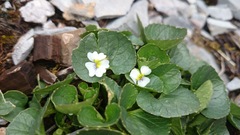 Viola galeanaensis