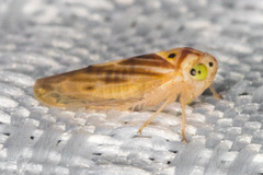 Caladonus coquilletti