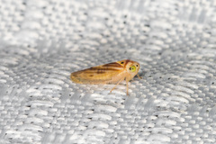 Caladonus coquilletti