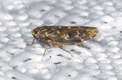 Deltocephalini