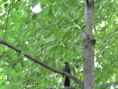 Dumetella carolinensis