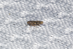 Deltocephalini