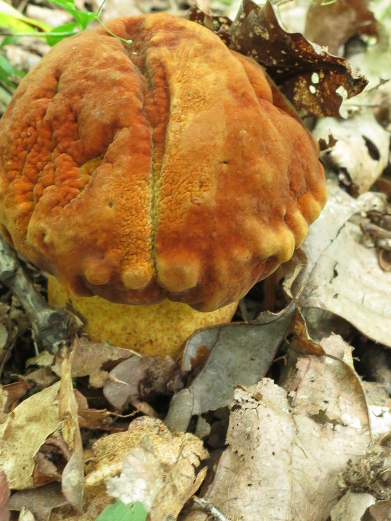 Rugiboletus extremiorientalis · September 2020 · photo: © repta (iNaturalist, cc-by)